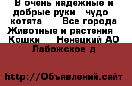 В очень надежные и добрые руки - чудо - котята!!! - Все города Животные и растения » Кошки   . Ненецкий АО,Лабожское д.